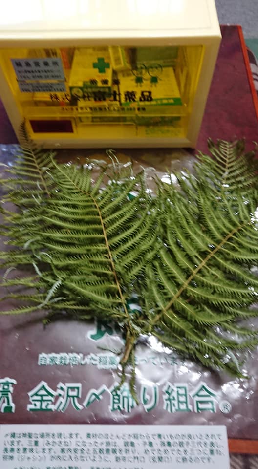 正月飾りに使うウラジロの採取を始めました-2018-11-05