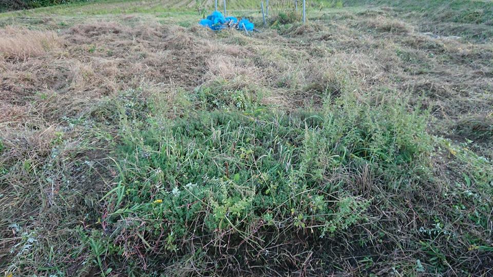 レモンタイムは能登半島に根づきました-2018-11-05