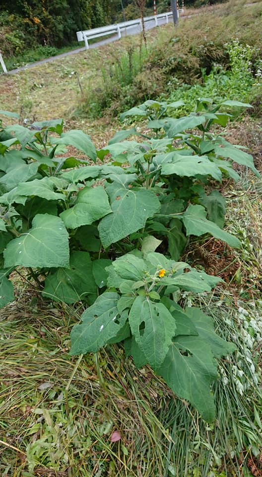 ヤーコンは、てっぺんに花をつけるんですね-2018-11-06