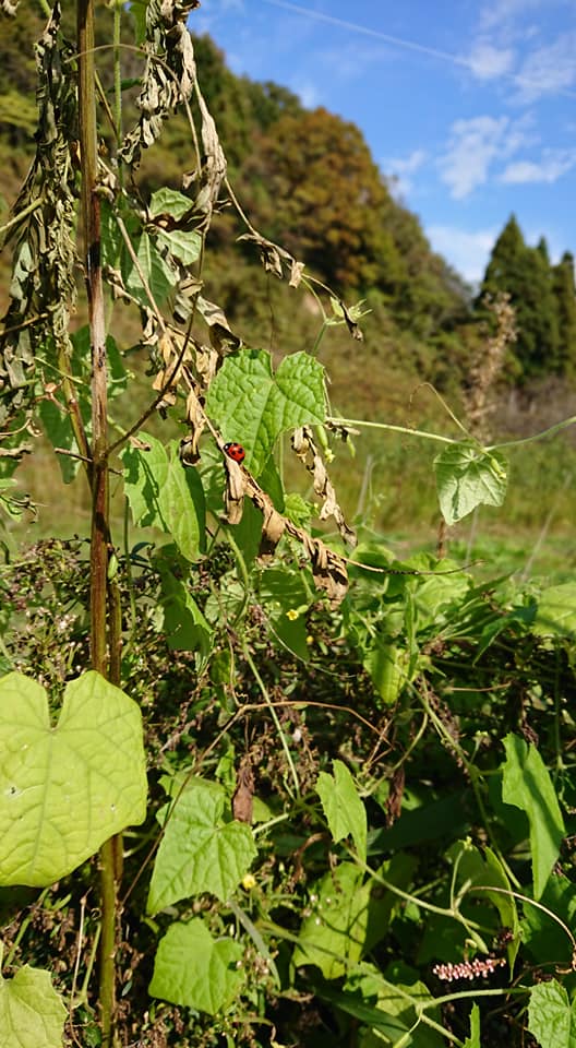 マイクロキュウリを収穫せずにそのままにしてますが、まだ花が咲き始めてます-2018-11-05