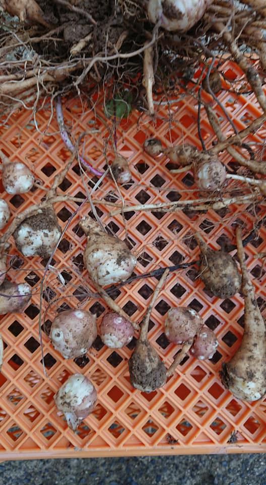 キクイモは、小さな芽のひとつひとつが発芽します-2018-11-08