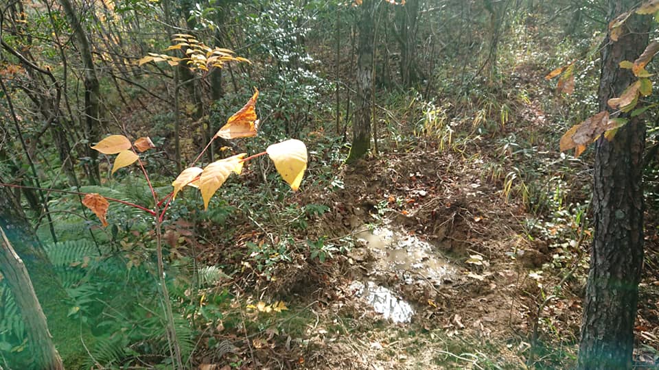 ウラジロ採取です。いのししが穴を開けてました-2018-11-08