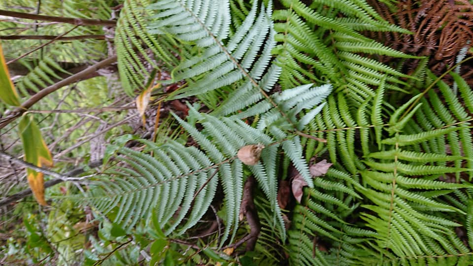 ウラジロ採取でした。カマキリが卵を産みつけてました-2018-11-12