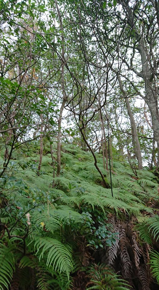 昨日は天気が良かったので3人でウラジロ採取していました-2018-11-22