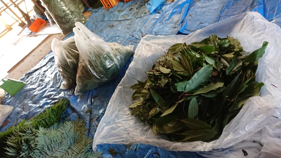 ユズリハの枚数を数えてます-2018-11-26