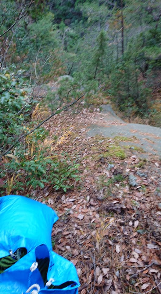 昨日、一人でウラジロ採取でした-2018-11-30