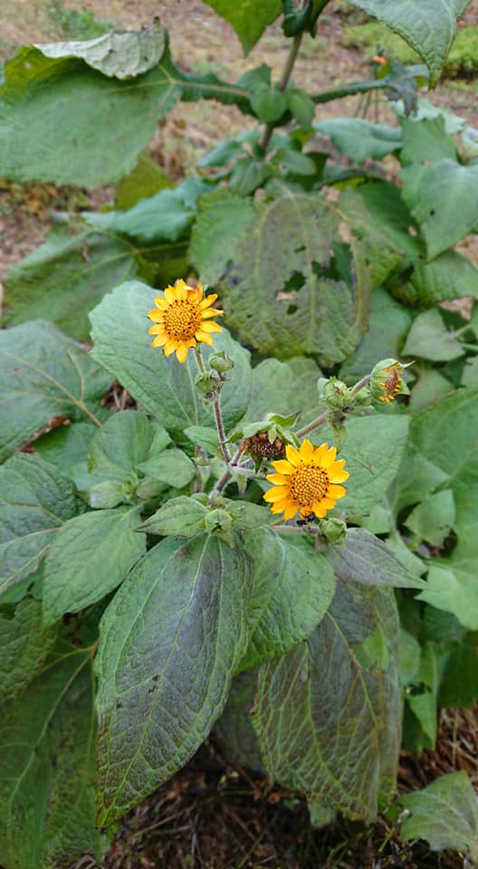 野々市(ののいち)市のヤーコンサミットに来てます-2018-12-01