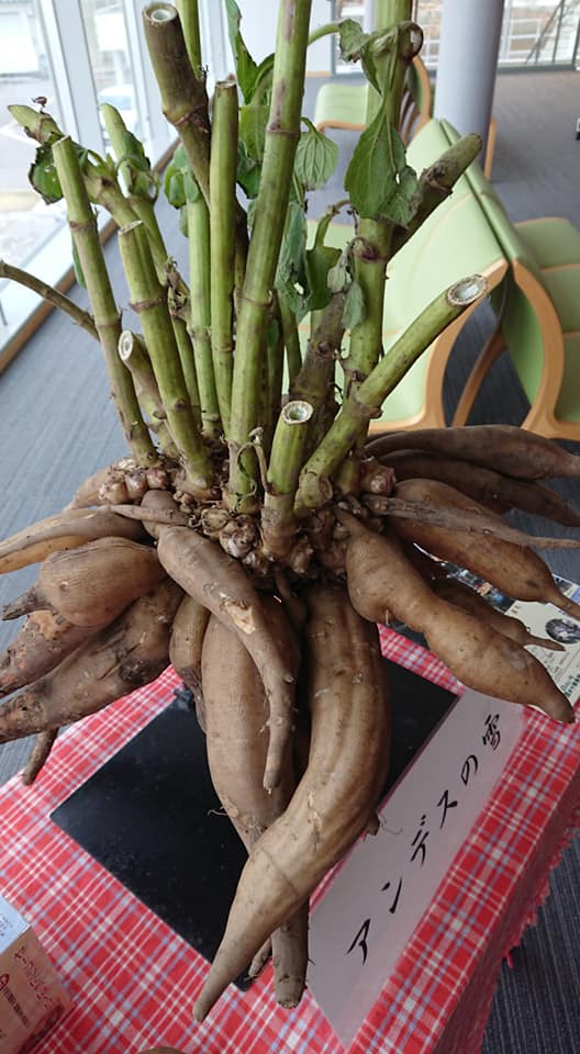 第13回全国ヤーコンサミットの会場です-2018-12-01