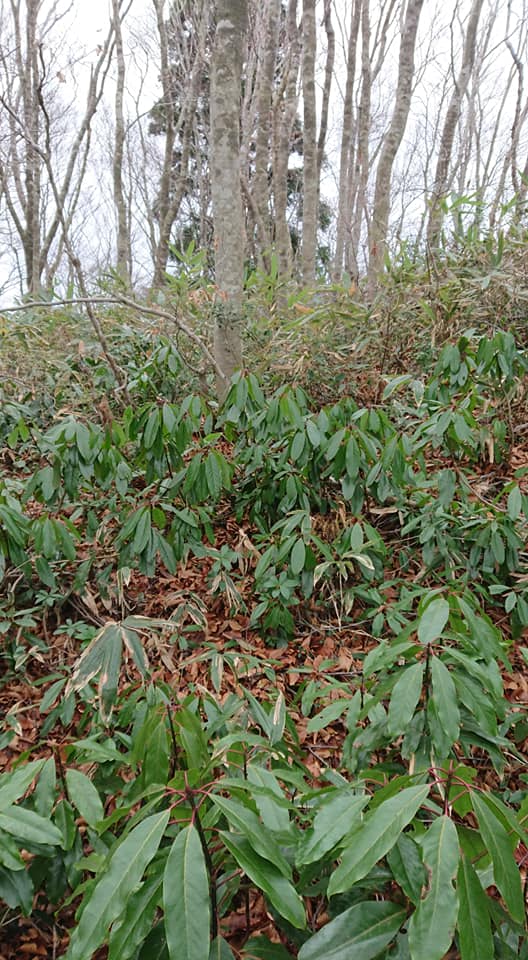 ユズリハが2000枚ほど足りないので、宝立山(ほうりゅうざん)まで来ました-2018-12-03