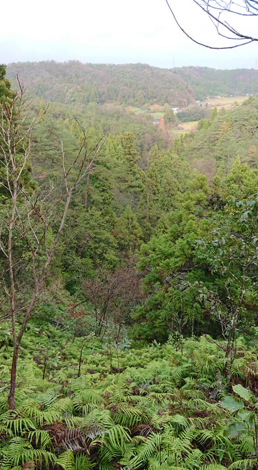 ウラジロの採取も残りは小3000枚になりました-2018-12-07