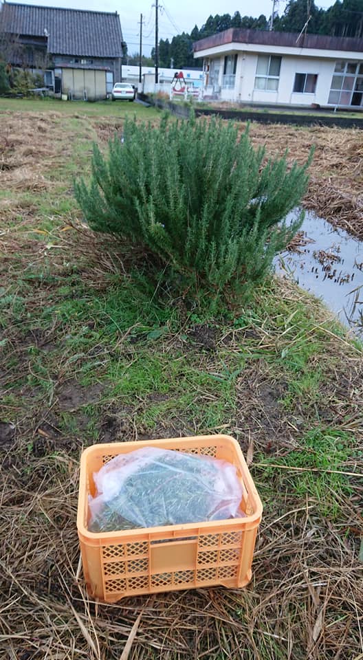 森本石油さんから今年もローズマリーの注文をもらったので今日届けました-2018-12-08