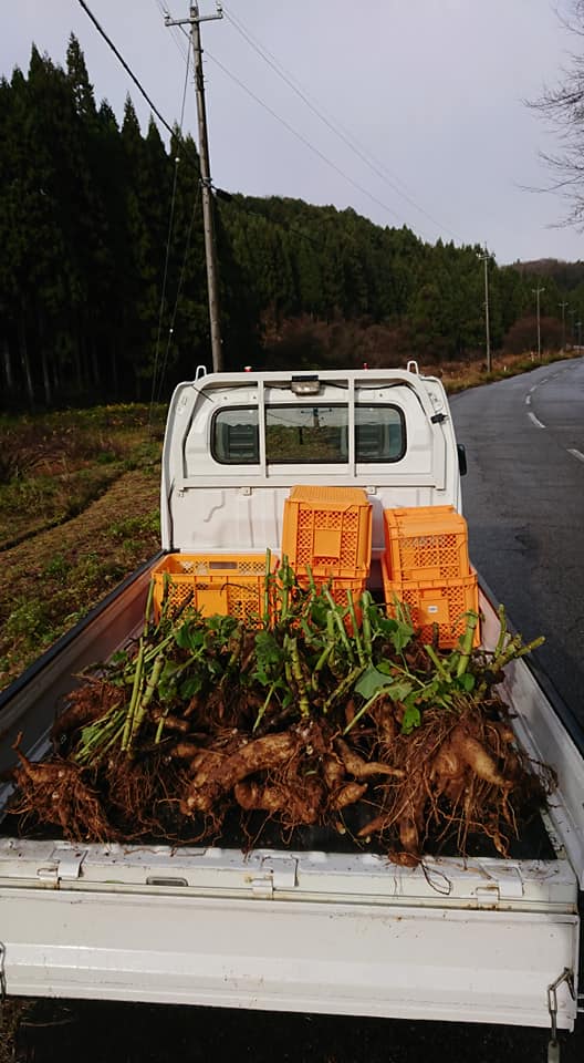 ヤーコンの収穫をしました-2018-12-08