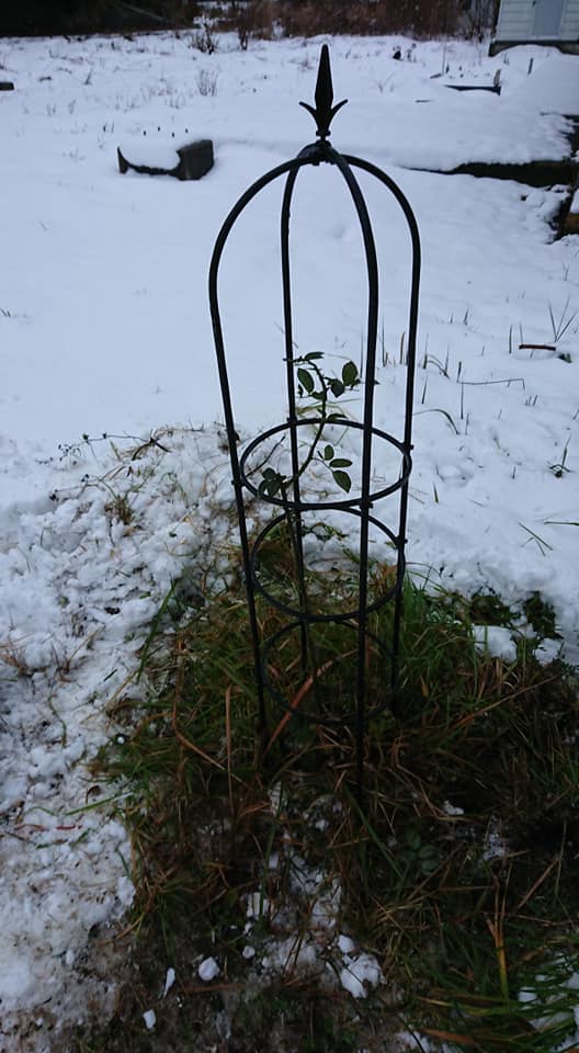 廃線前に植えてあったバラかな?-2018-12-30