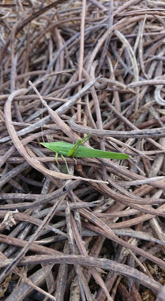 倉庫内の掃除と小動物侵入防止対策をしてました-2019-01-30