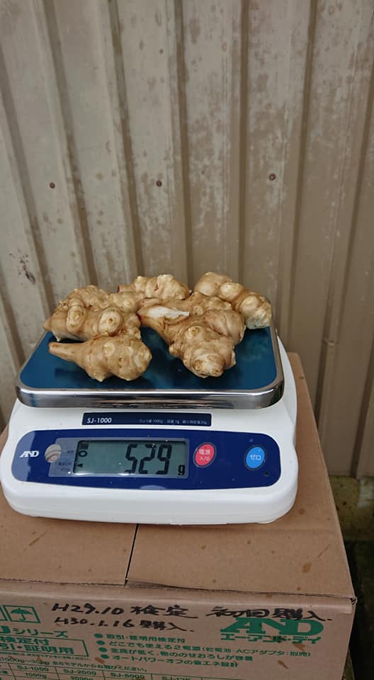 栄養成分分析用のキクイモを冷蔵で送りました-2019-02-04