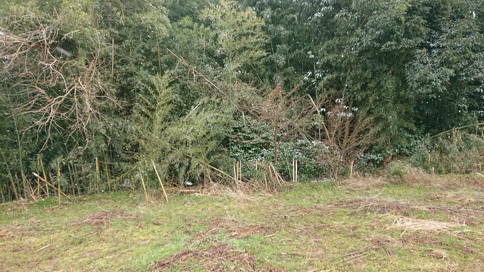 竹ですが、12月～2月頃に1m切りで枯らすという方法があります-2019-02-08