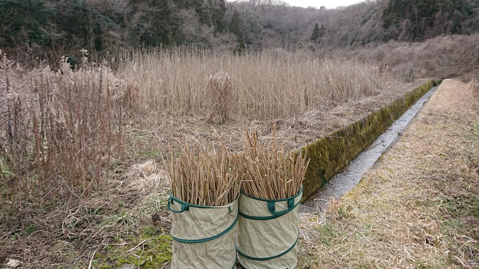 昼からとなりの耕作放棄地から茅(かや)を集めて倉庫に立てる作業です-2019-02-15