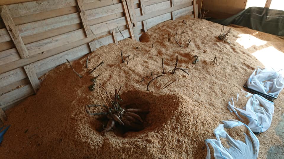 ヤーコンの苗作りは初めてです-2019-03-20