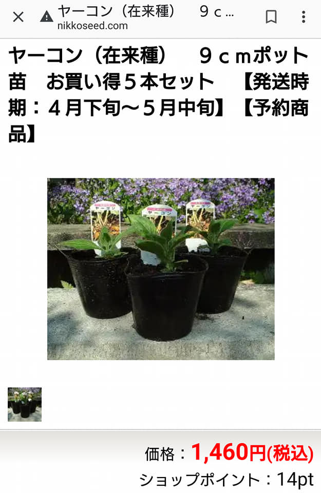 ヤーコンを自家増殖させる前に念のために確認しました-2019-03-27