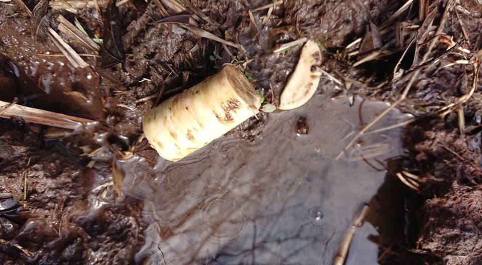 西洋わさびを26日に土手の下から水が湧いてくる場所に埋め込みました-2019-03-28