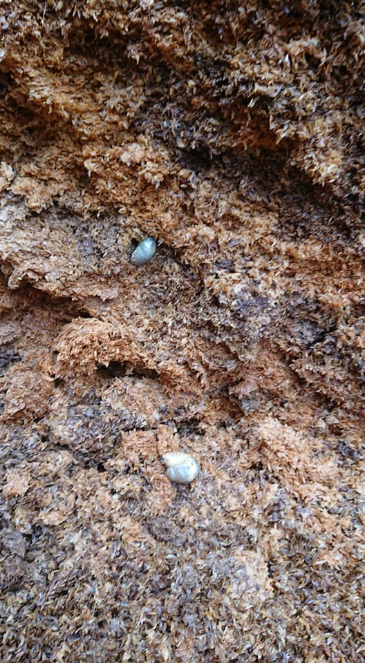 もみがらを今日36袋運んで合計60袋です-2019-03-30