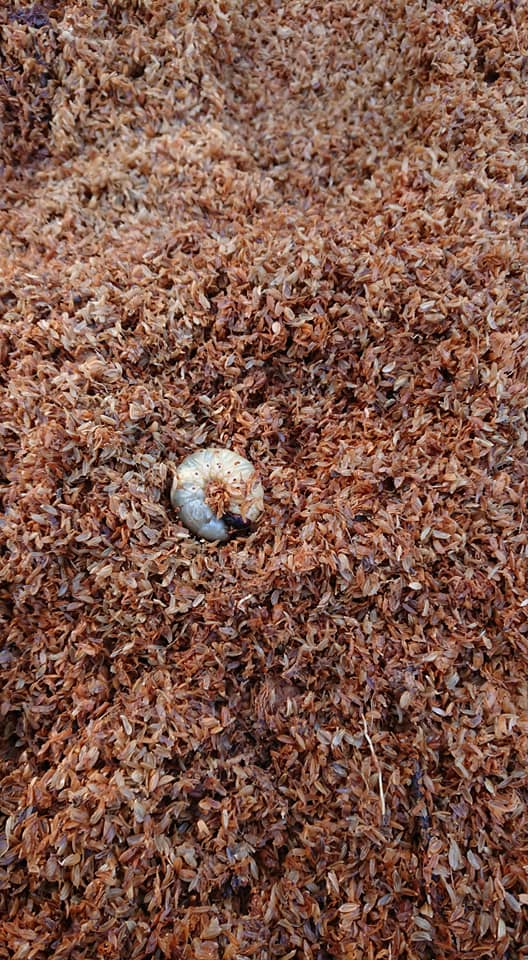 カブトムシの幼虫が出てくる-2019-03-29