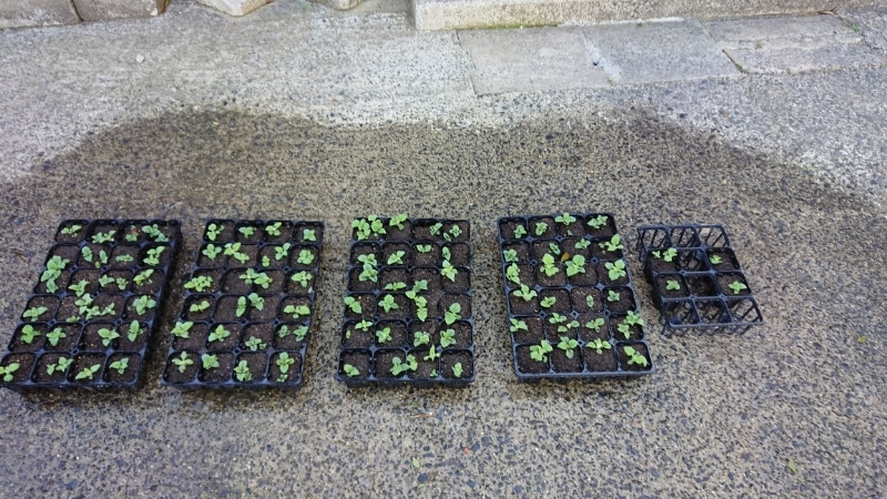 ４月２０日と２３日にヤーコン苗１００株の植え付けと芝桜の移植をしました-2019-04-23