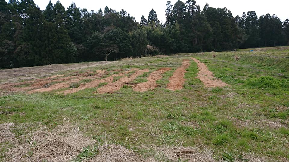 2年前に秋ソバを試験栽培した場所に80袋-2019-04-04