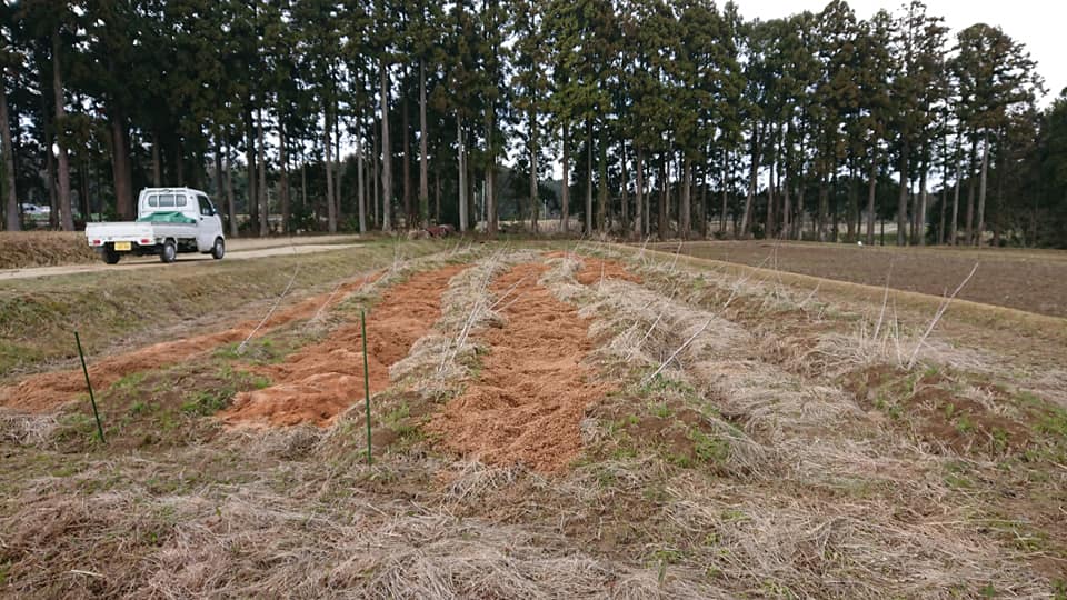 4月1日からキクイモの畝の通路にもみがら運んでます-2019-04-03
