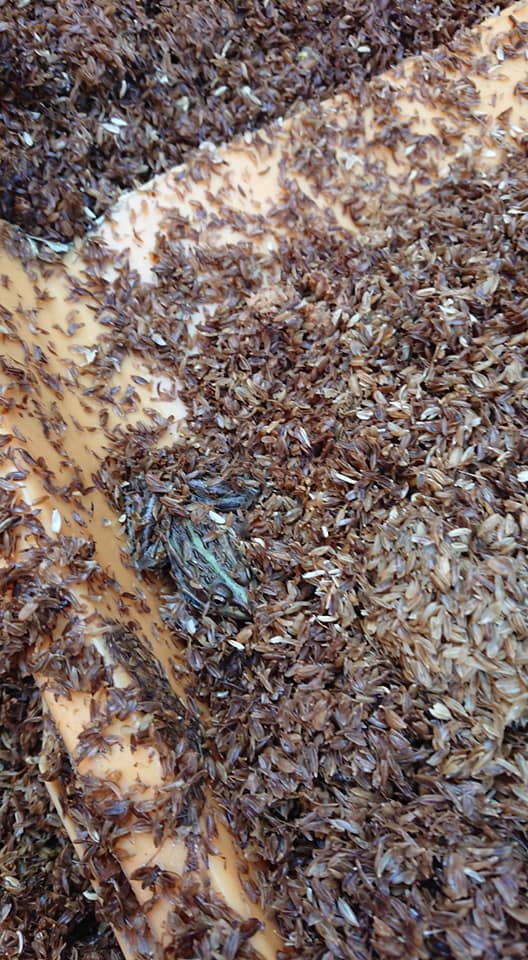 トノサマガエルが冬眠してた-2019-04-05