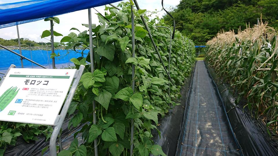 畝（うね）の高さと幅の広さは、まだまだ改良中です-2019-04-06