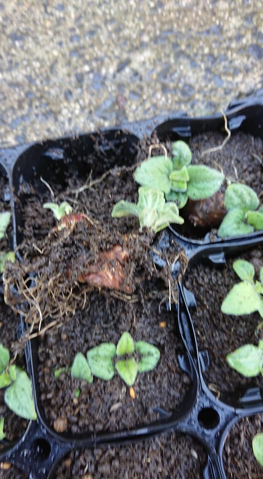 ヤーコンの存在種の苗が100株届きました-2019-04-20