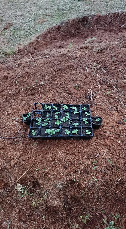 ヤーコンの苗を52株植えつけました-2019-04-21