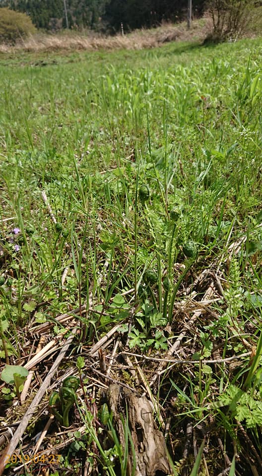 コゴミが伸びてきました-2019-04-27