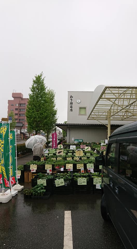 金沢市の松下種苗さんで地這い(じばい)きゅうりととうがらしの種と苗を買いました-2019-05-01