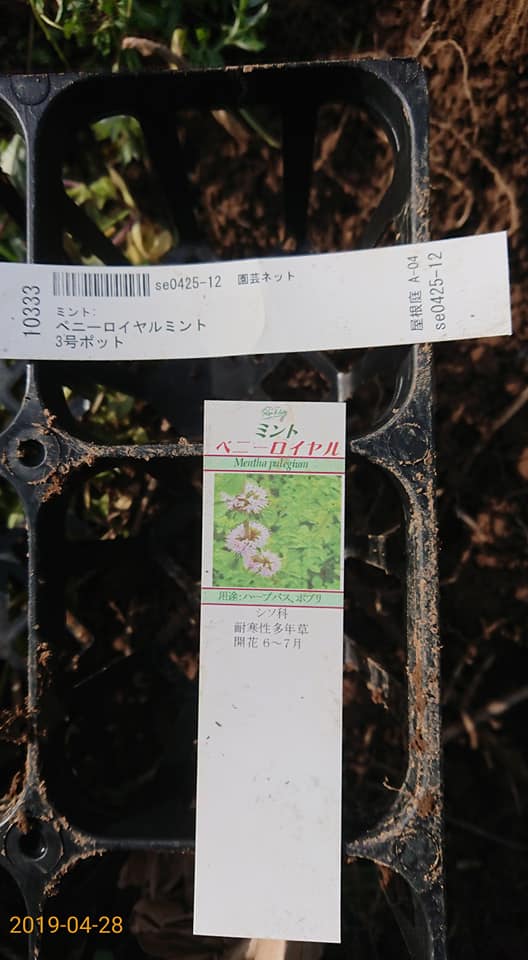 ペニーロイヤルミントを10株1列にして4月28日に植えつけました-2019-05-01