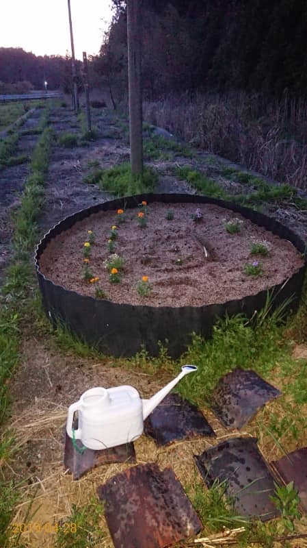 駅のホームに作った花壇を手直ししてます-2019-05-01