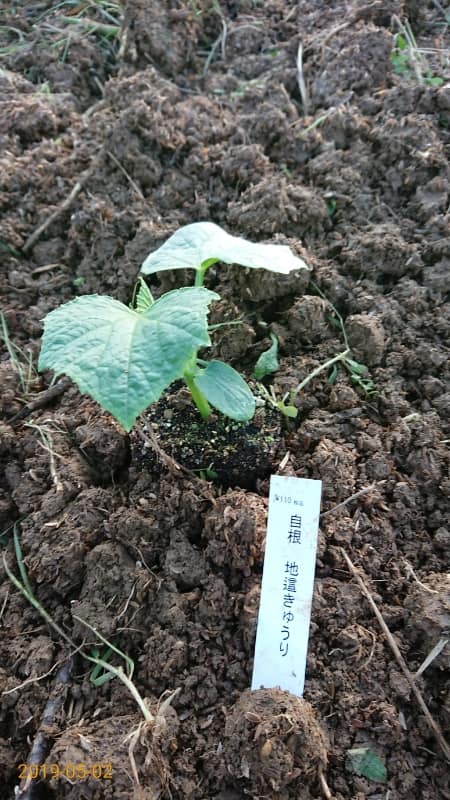 「じばいきゅうり」10株と、剣崎(けんざき)なんばとうがらしの苗8株を植えつけました-2019-05-02