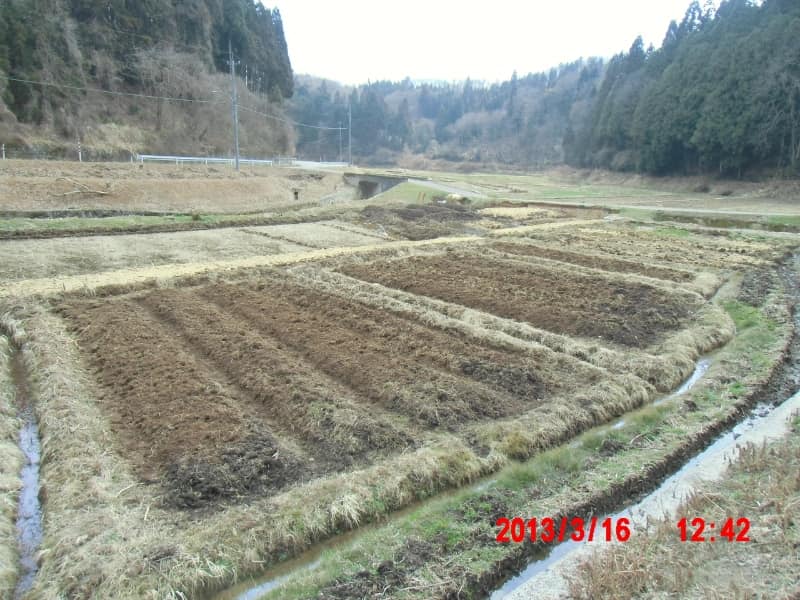 山うど2株を2019年4月28日に植え替えました-2019-05-01