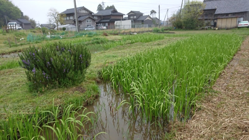 石川県は6月（旧暦の5月）にしょうぶ湯祭りをします-2019-05-01