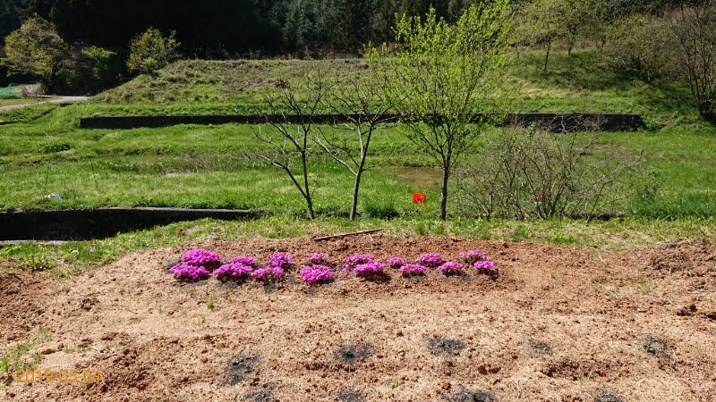 4月20日と23日にヤーコン苗を植えつけて、今日見たら一部枯れてた-2019-05-04