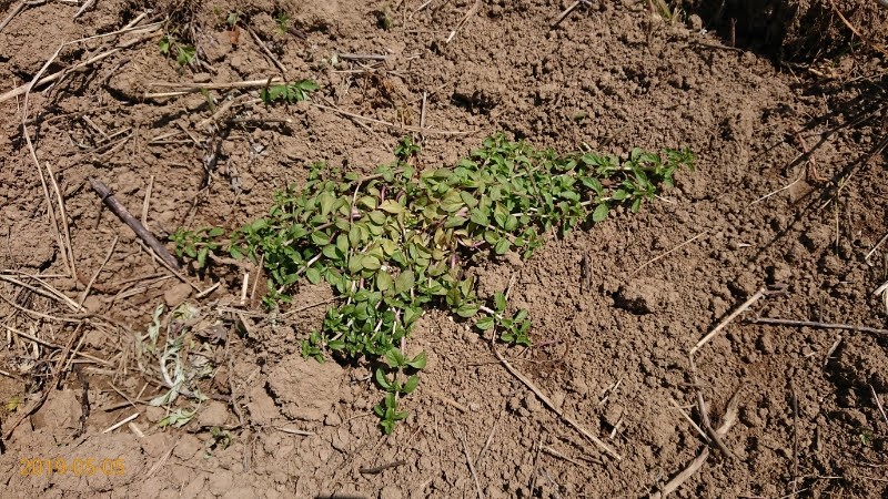 ペニーロイヤルミントを植えつけて、1週間ほど後の5月5日に様子を見たら地面にへばりついていました-2019-05-06