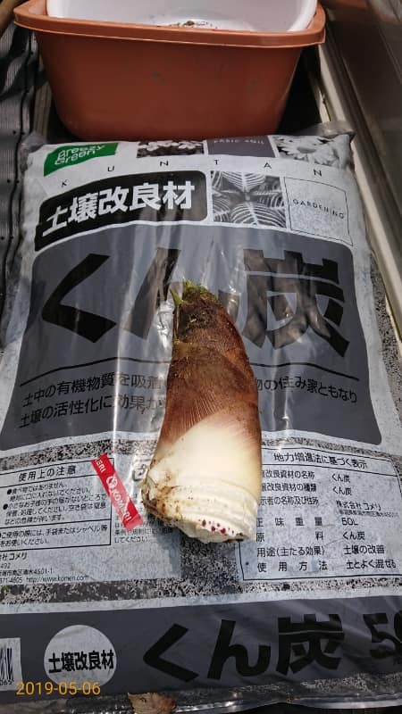 竹林のそばの畑の草刈りしたら、タケノコが出てきた-2019-05-06