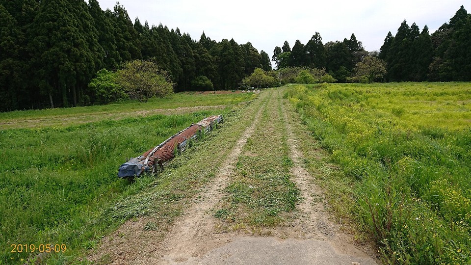 有機農業7年目で慣行農業の畑（ほ場）と雑草の種類の違いがはっきりと分かるようになりました-2019-05-11