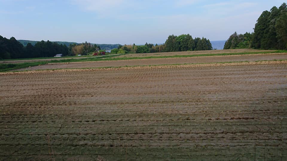 かなり遅いですが、宮崎県産早生かおりを種まきしました-2019-05-15