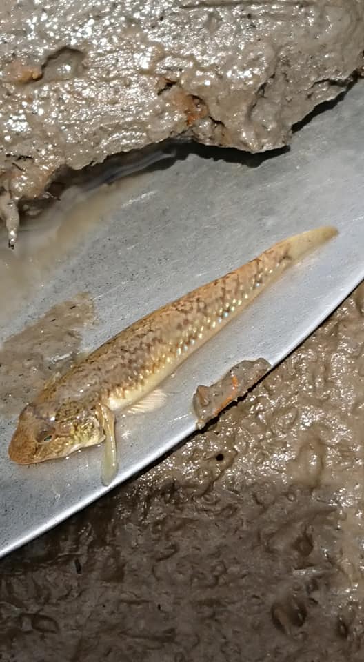 マコモ栽培場所の工事中ですが、昨日の続きです。ハゼみたいな魚いた-2019-05-20