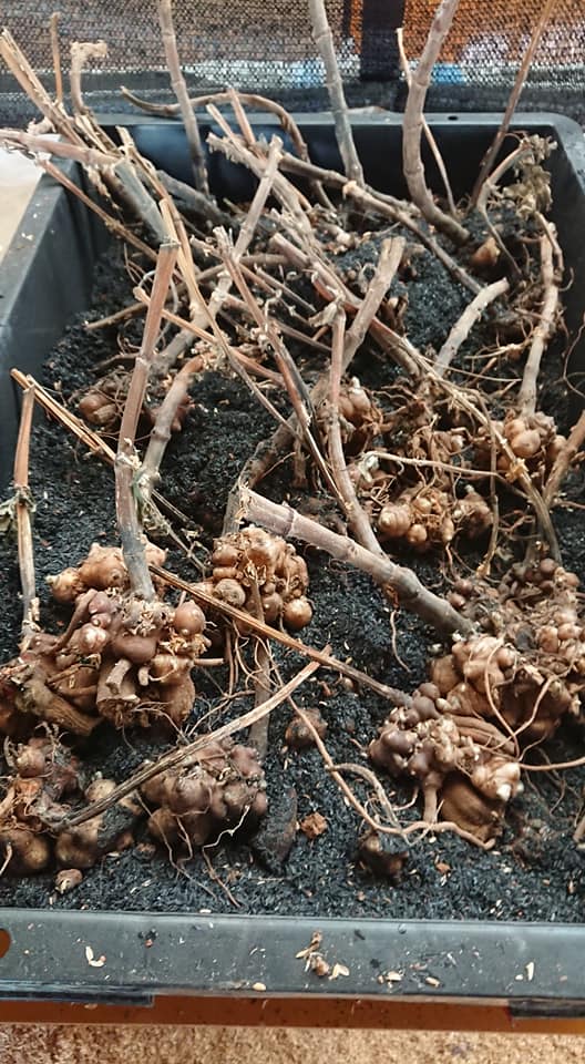 去年収穫したヤーコンの種芋を埋め込みました-2019-05-17