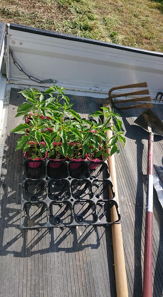 白山剣崎なんば10株長さ8mのうねに定植です-2019-05-16