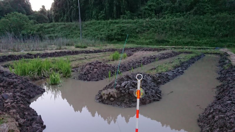 今年マコモ栽培用に作った区画は、３００平方メートル（3アール）くらいです-2019-05-22