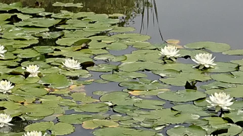スイレンの葉っぱの上でトンボがおしりを水につけてました-2019-05-21